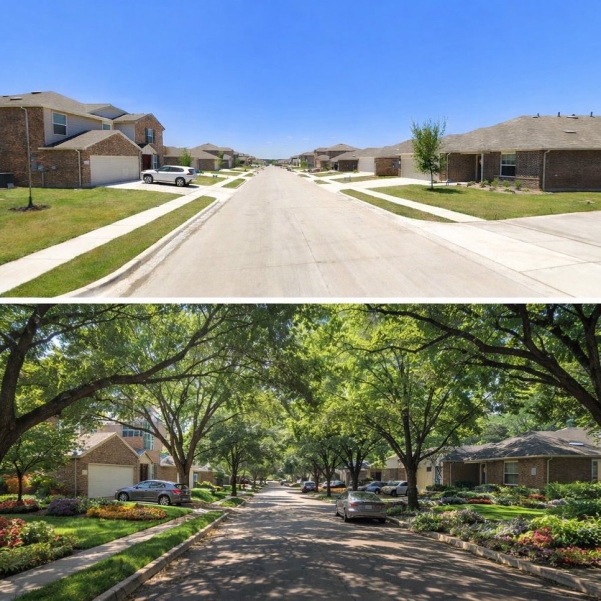 Tree canopies transform suburban streets