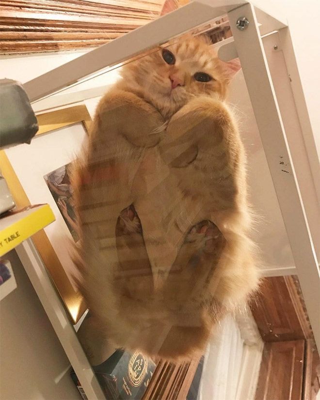 Orange cat on glass surface Orange cat on glass surface