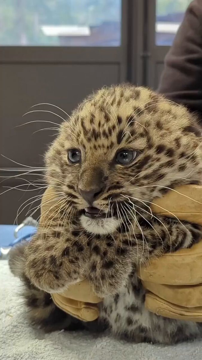 leopard cub with blue eyes