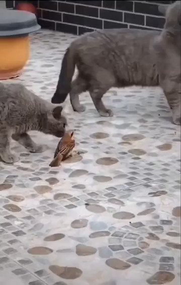 Bird pretends to be statue