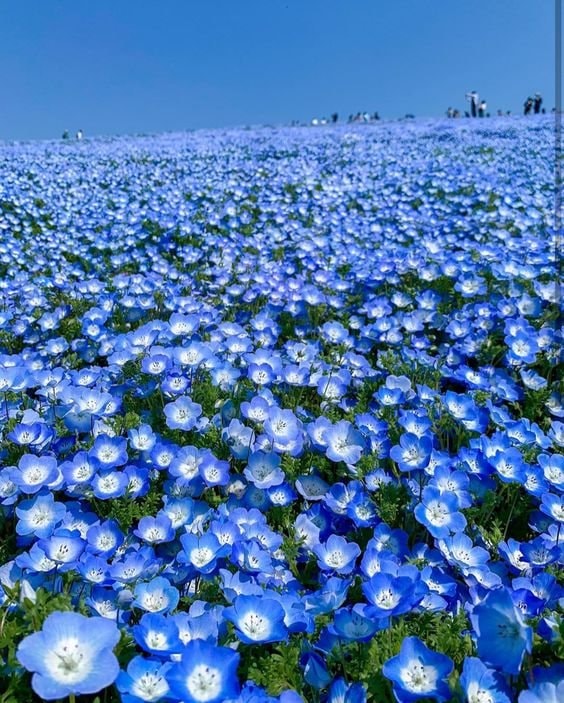 Bluebonnet field with tree (photo 3 of 4)