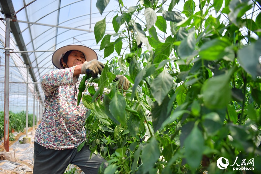 Tantou Village Greenhouses Jiangxi (photo 2 of 4)