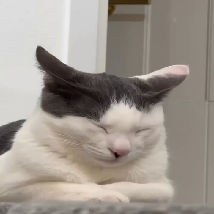 Cat with cold paws 🐱