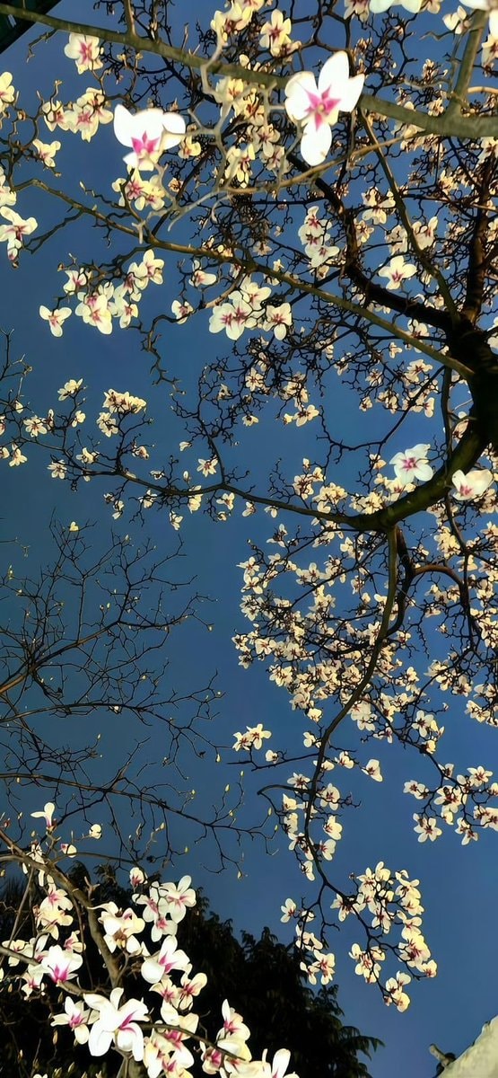 magnolia branches at twilight