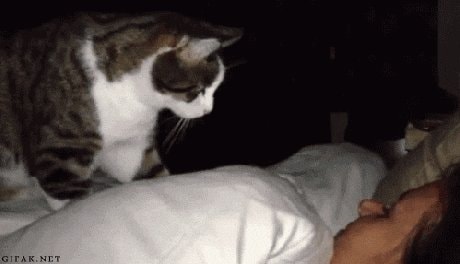 cat watching sleeping person