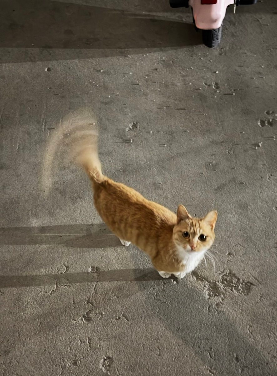 orange tabby cat curious eyes orange tabby cat curious eyes