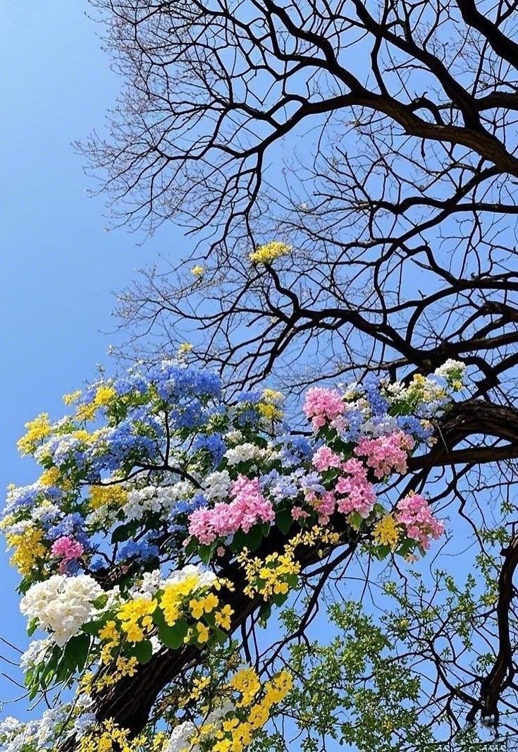 pink blossom tree against blue sky (photo 3 of 3)