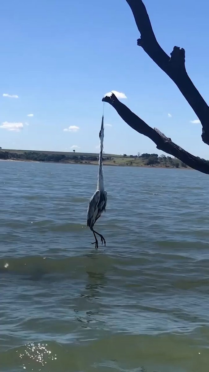 Dead heron hanging upside down