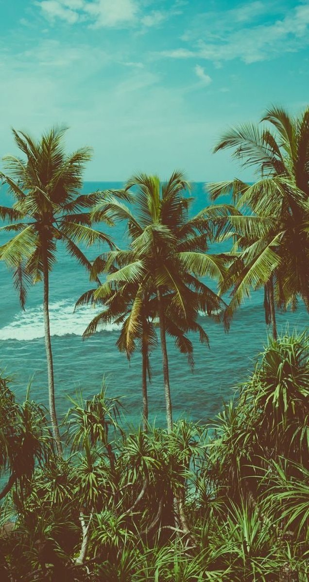 Miami tropical coastline (photo 2 of 4)