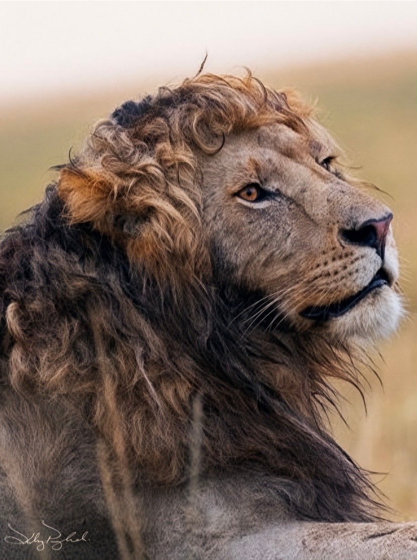 Lion with naturally curly mane