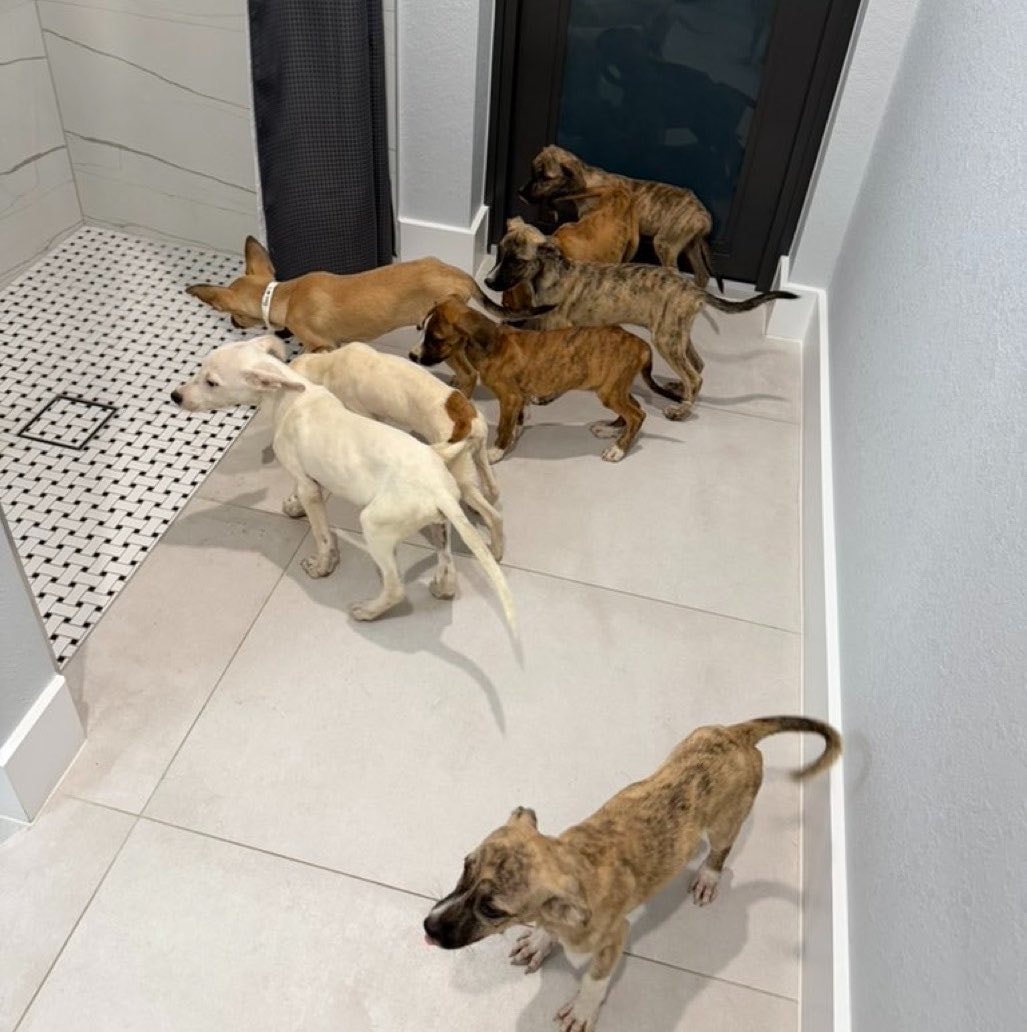 Rescued puppies in Florida Rescued puppies in Florida
