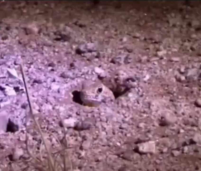lizard peeking out of hole