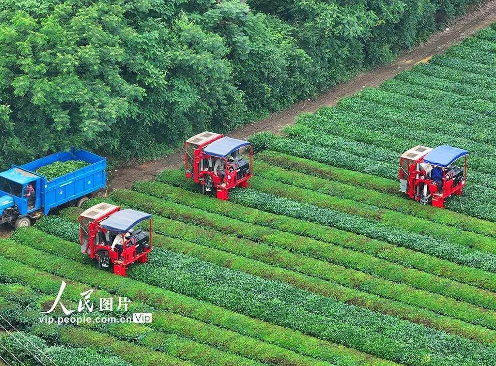Jiangxi Taihe County Tea Harvest