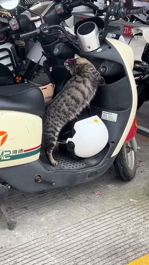 Cat on scooter reaching into storage box