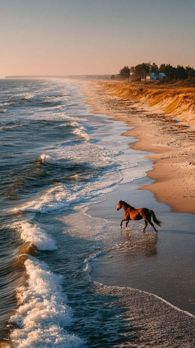 horse at sunset beach