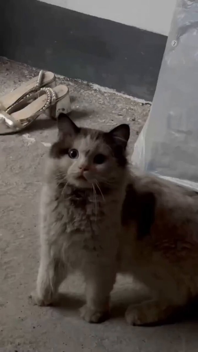 Stray cat deserves a better life