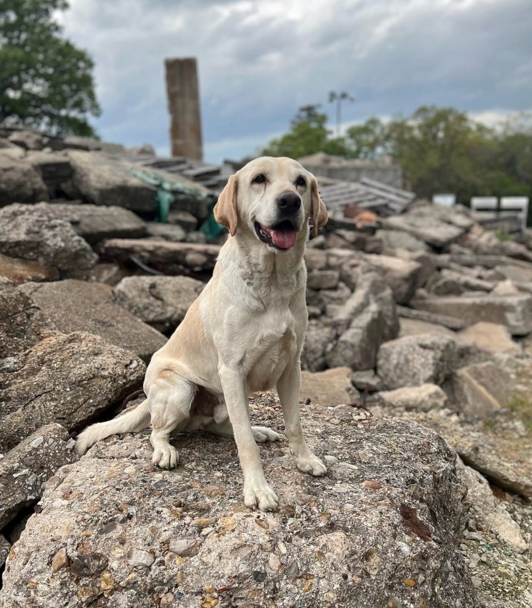 Canyon wins 2026 ASPCA Dog of the Year