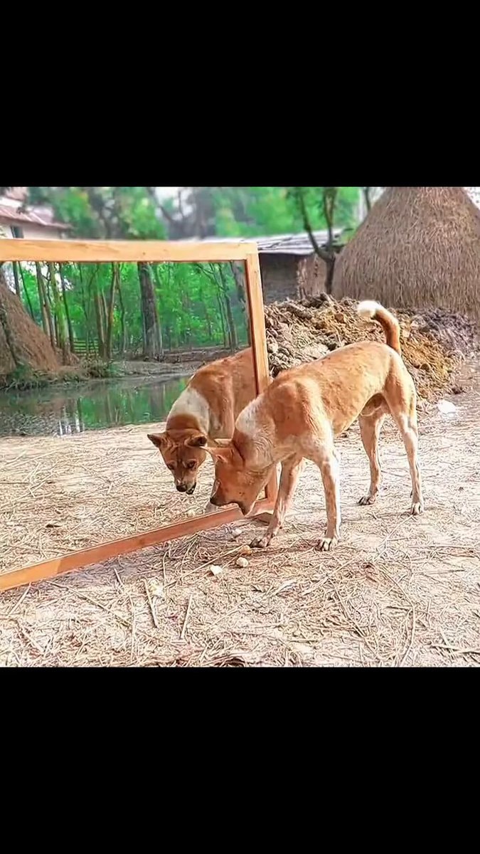 Dog vs mirror