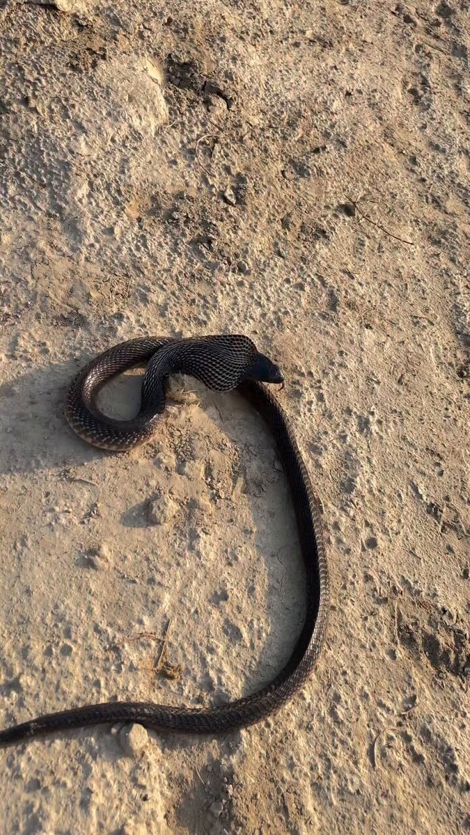 Camel spider black cobra encounter