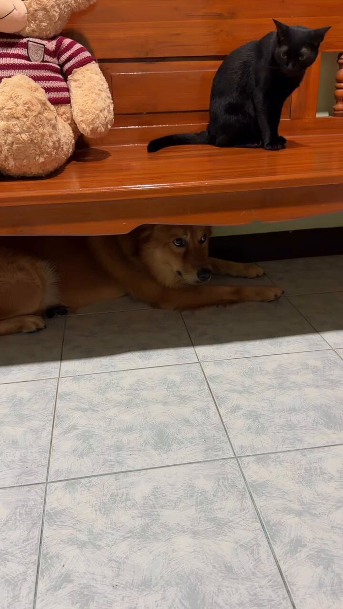 dog with that energy