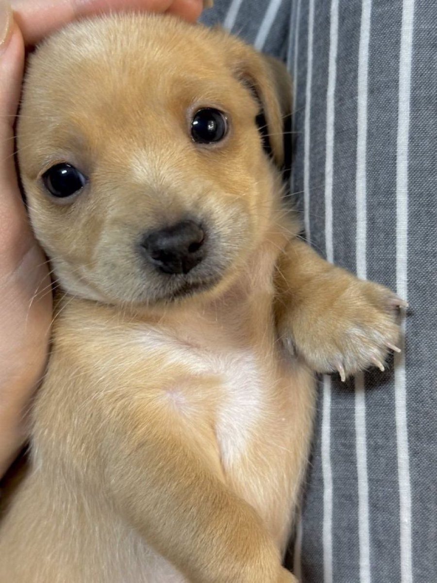puppy named after last meal puppy named after last meal