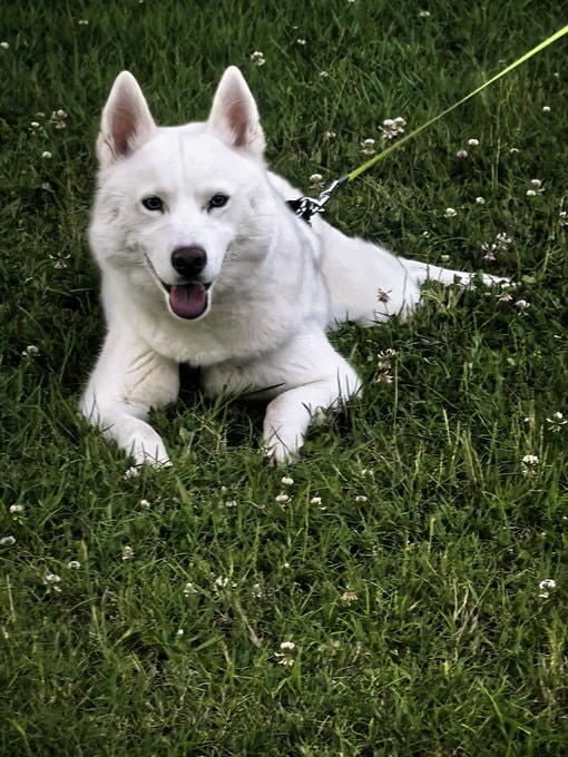 beautiful white husky beautiful white husky