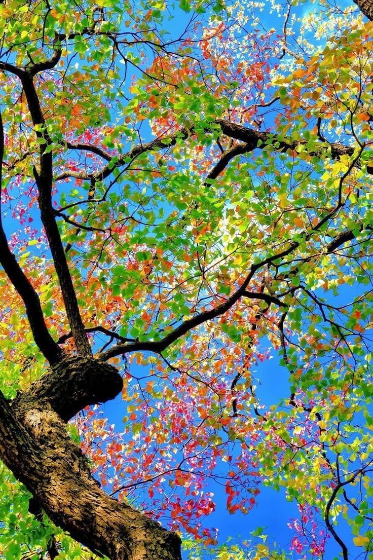 autumn tree canopy