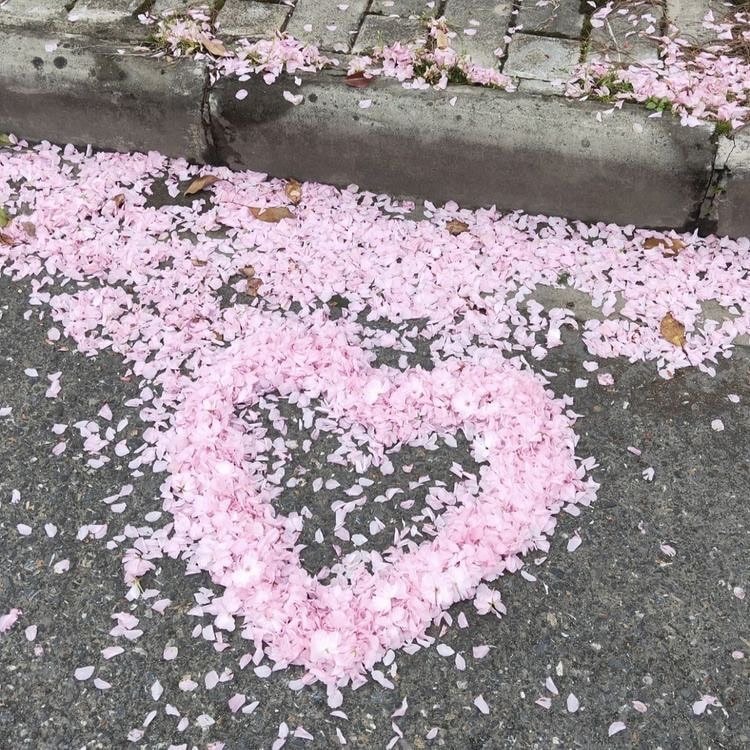 cherry blossom petals on pavement (photo 2 of 3)