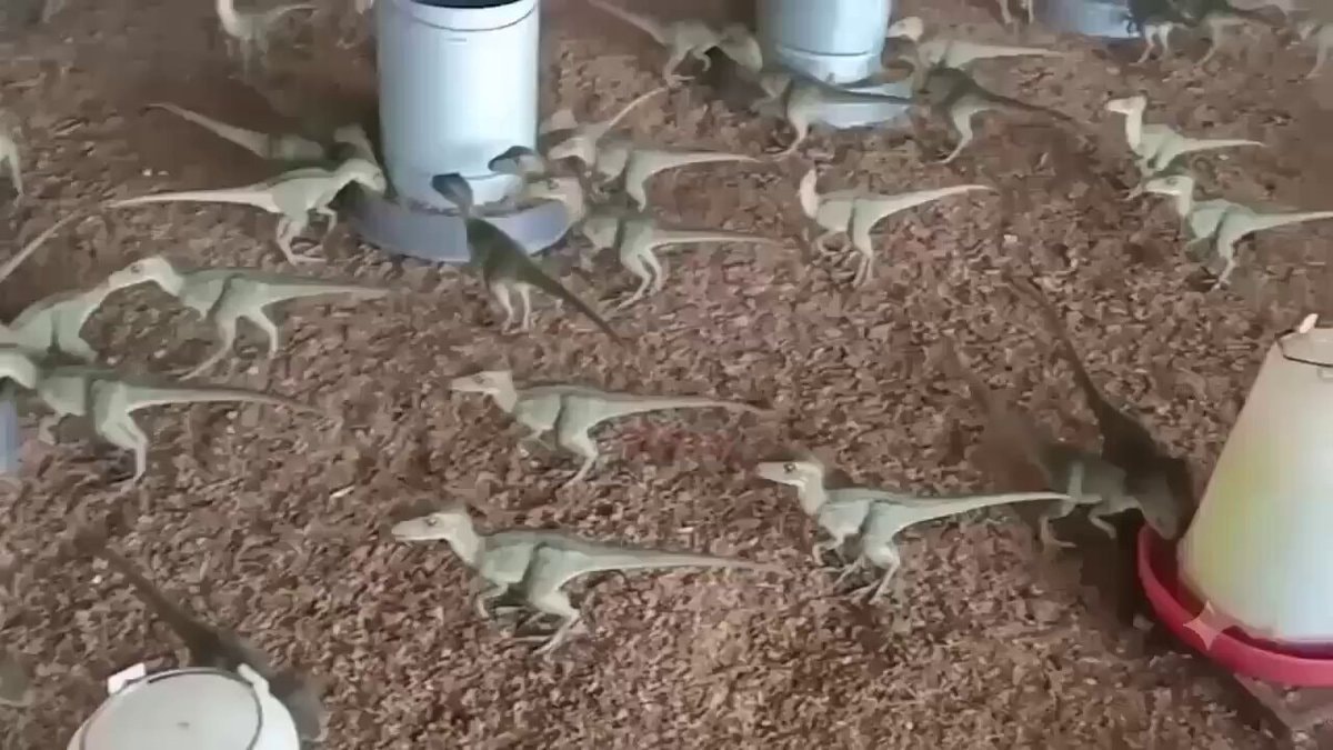 dinosaur figures missed extinction memo
