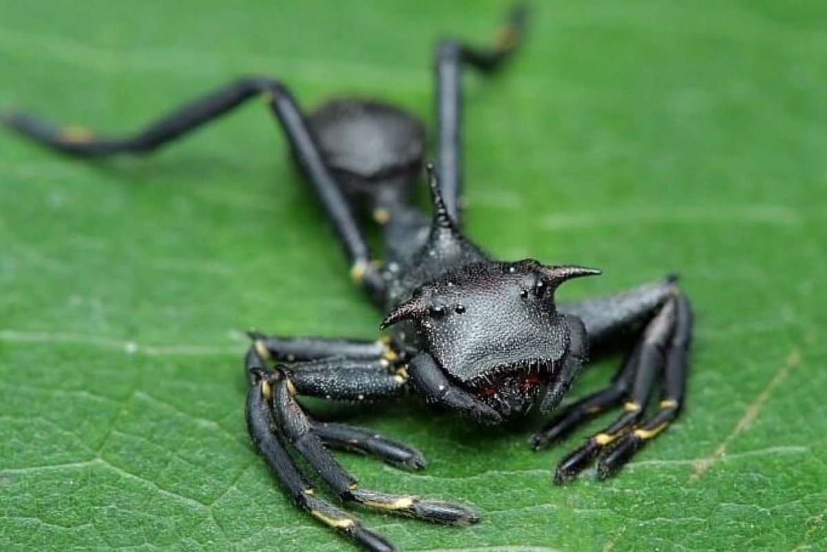 crab spider mimic Thiago Carvatho