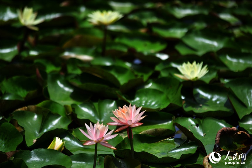 Aixi Lake Wetland Park lotus flowers (photo 4 of 4)