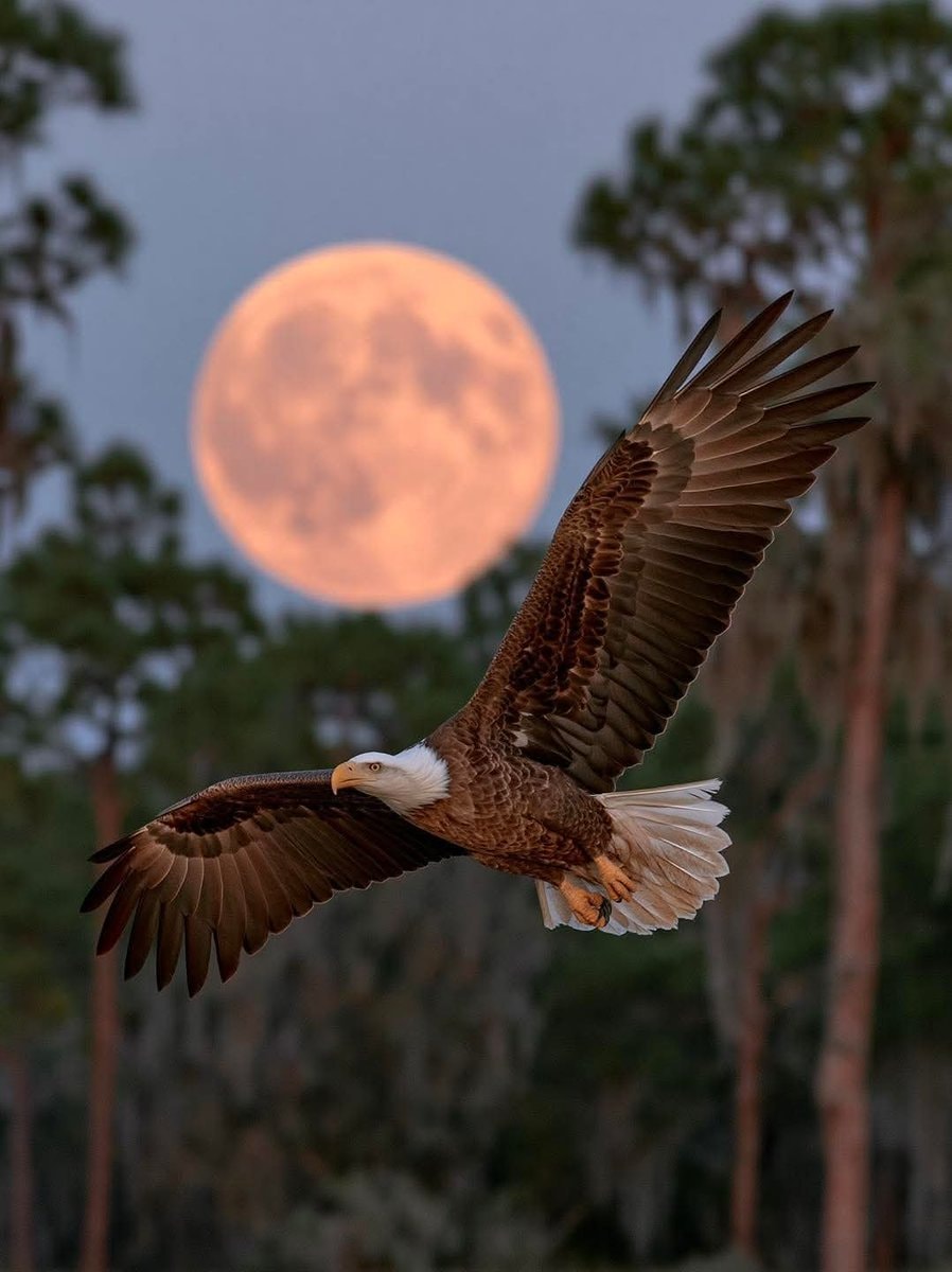 Chilkat Bald Eagle Preserve Alaska full moon
