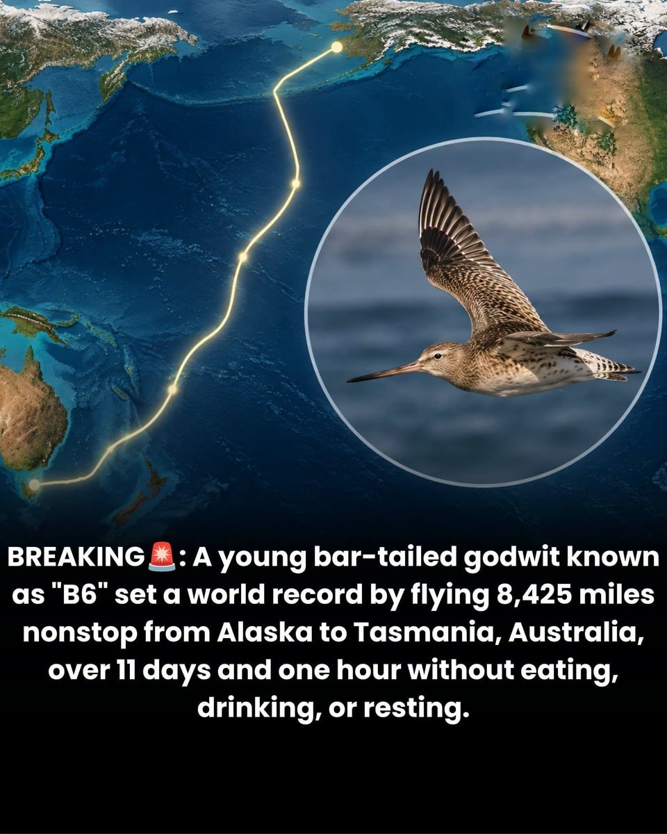 B6 bar-tailed godwit record Alaska to Tasmania B6 bar-tailed godwit record Alaska to Tasmania
