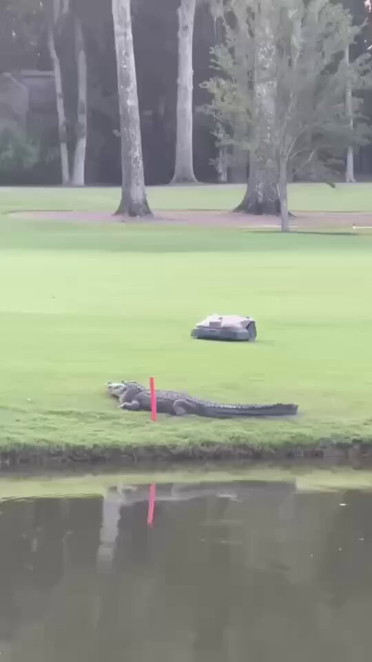 alligator near pink marker and mower