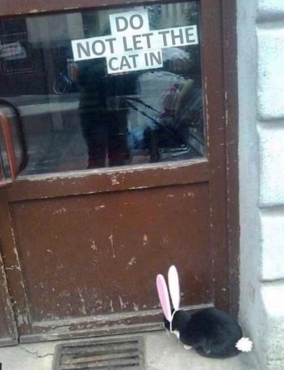 bunny with pink ears bunny with pink ears