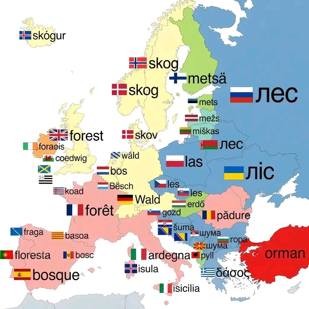 forest translations in European languages