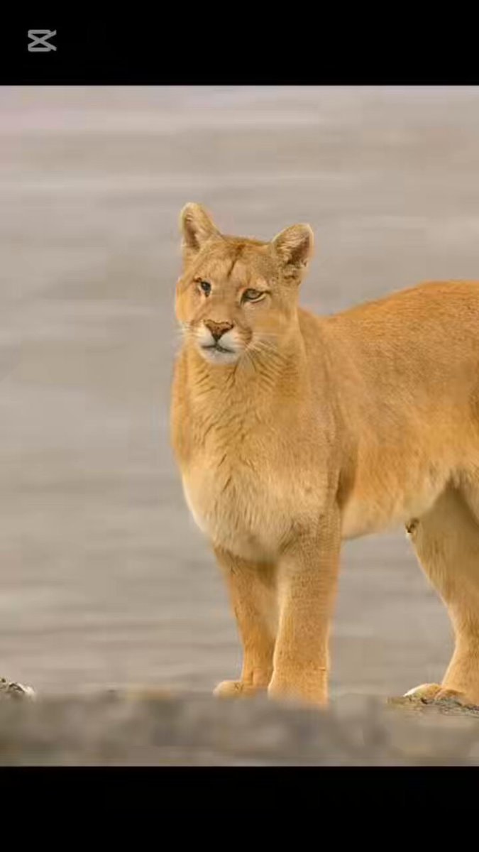 Cougar standing on rocky ground