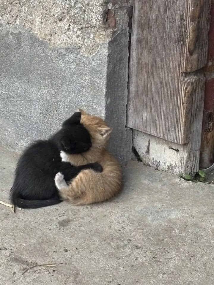 Black and orange kittens hugging