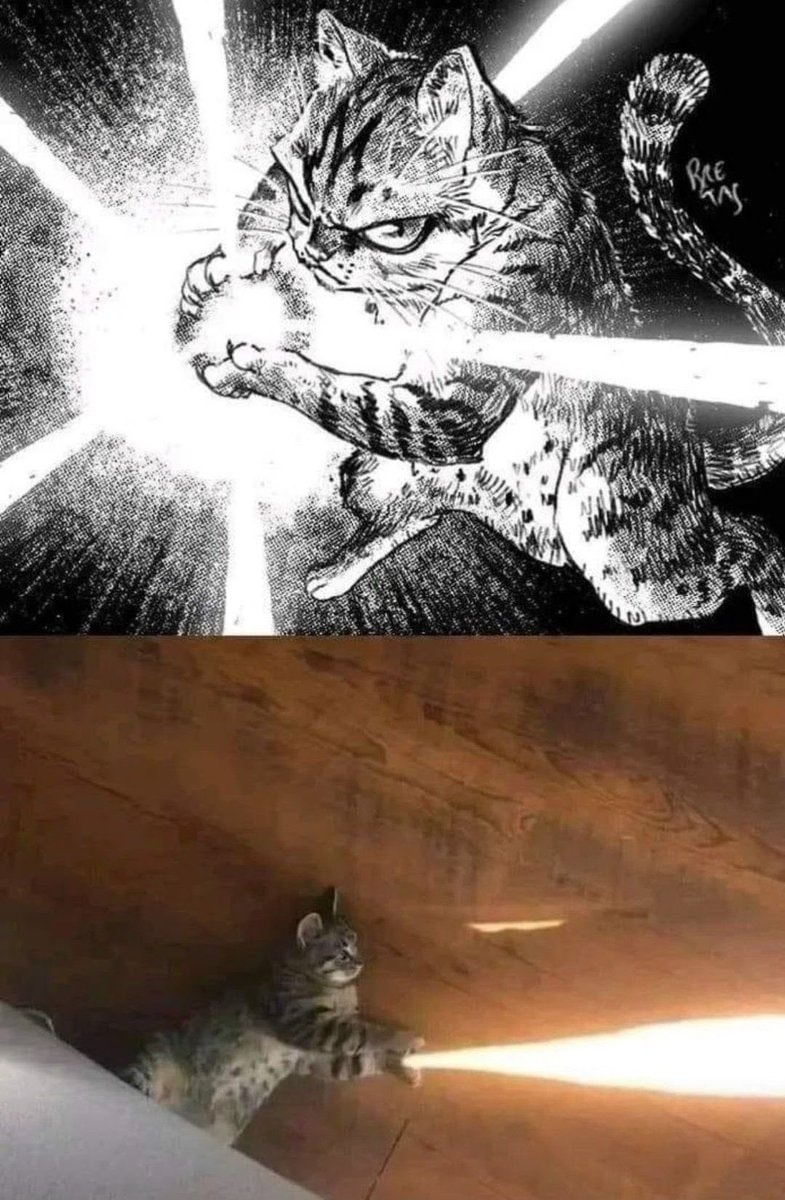 Cat striking force meme Cat striking force meme