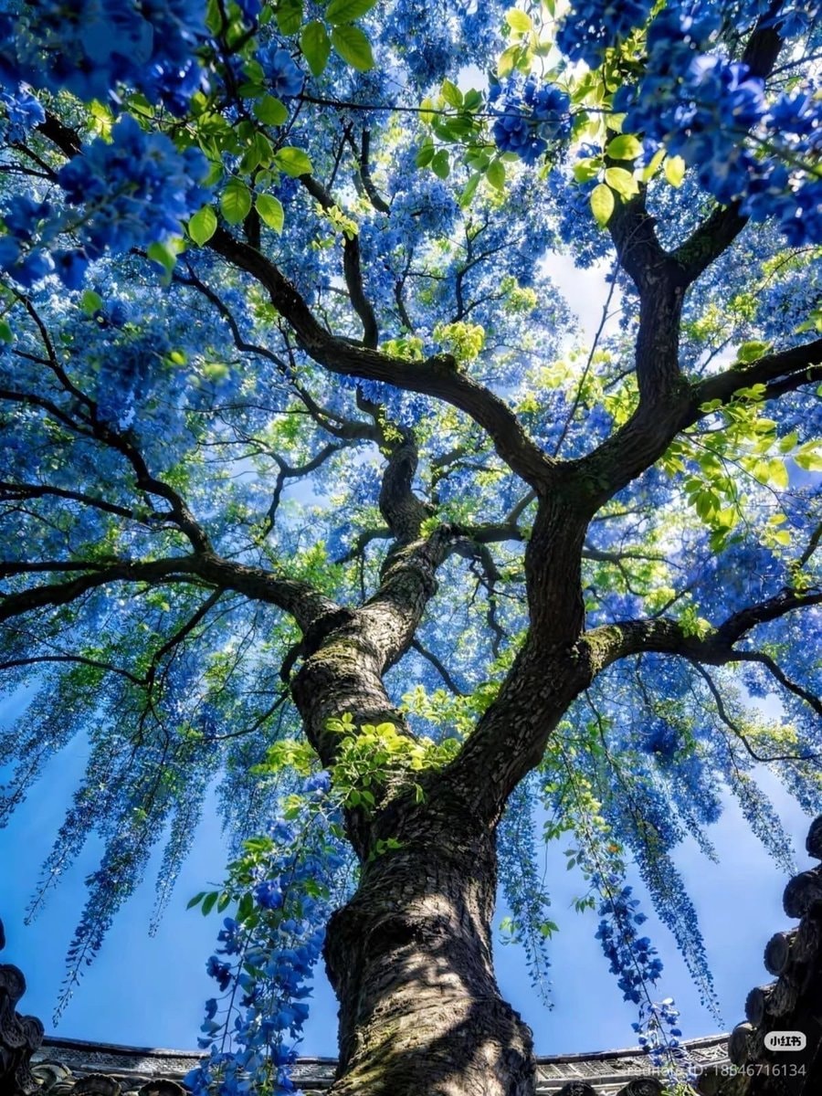 Blue flower tree in bloom (photo 2 of 2)
