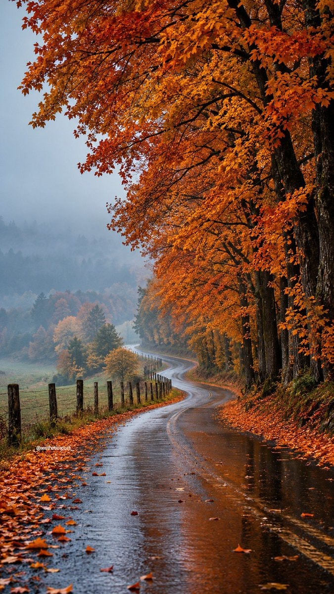 autumn forest with wet winding road autumn forest with wet winding road