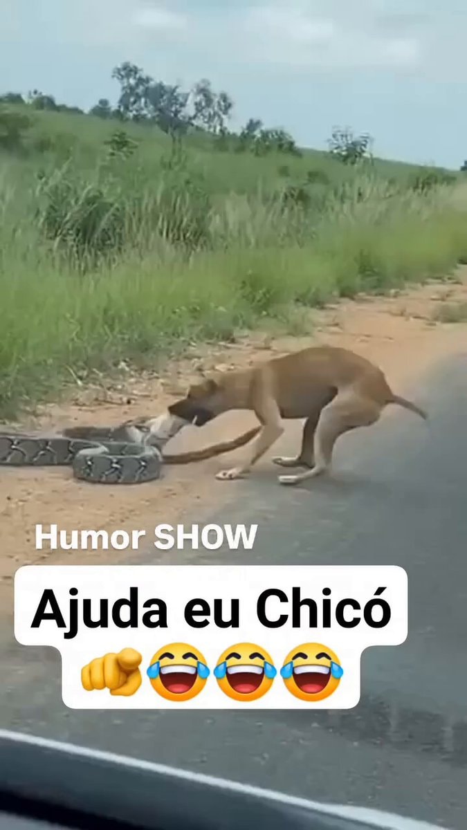 Dog fights patterned snake