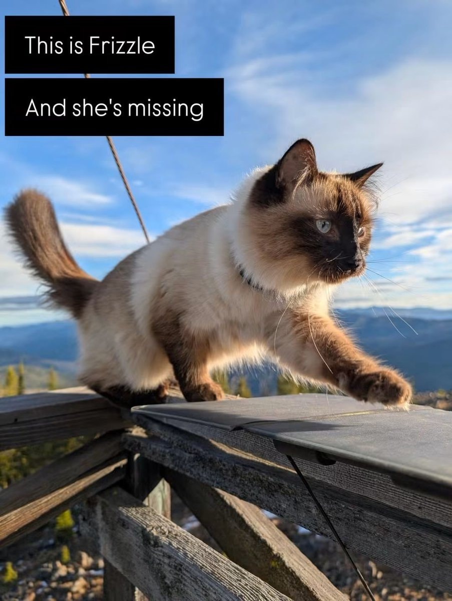Missing cat Frizzle Bonneville Salt Flats