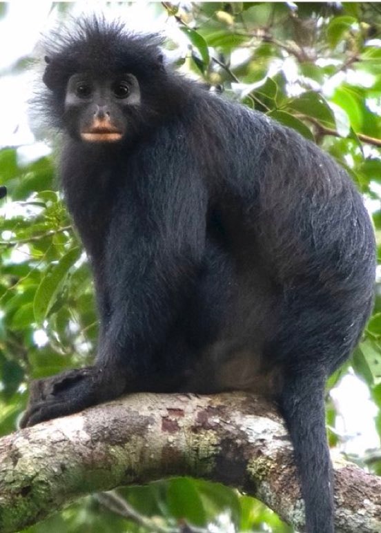 New monkey species discovered in Congo rainforest