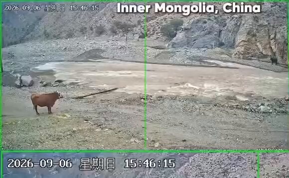 Cow crossing river physics