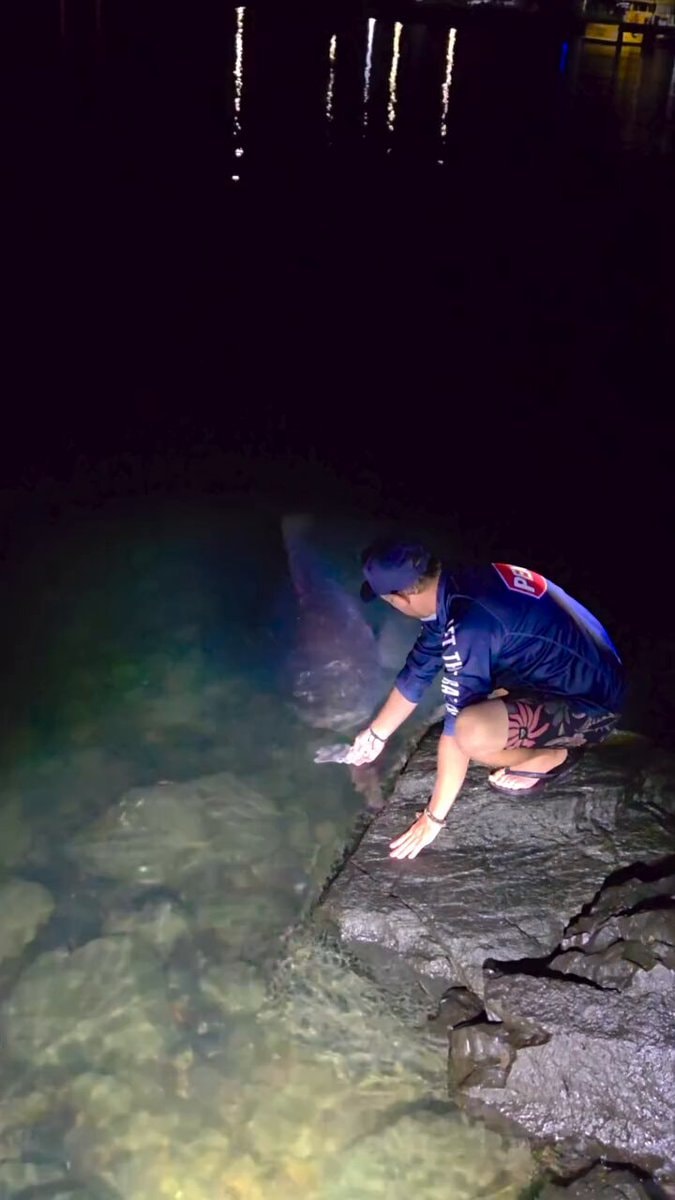 person reaching for shark at night