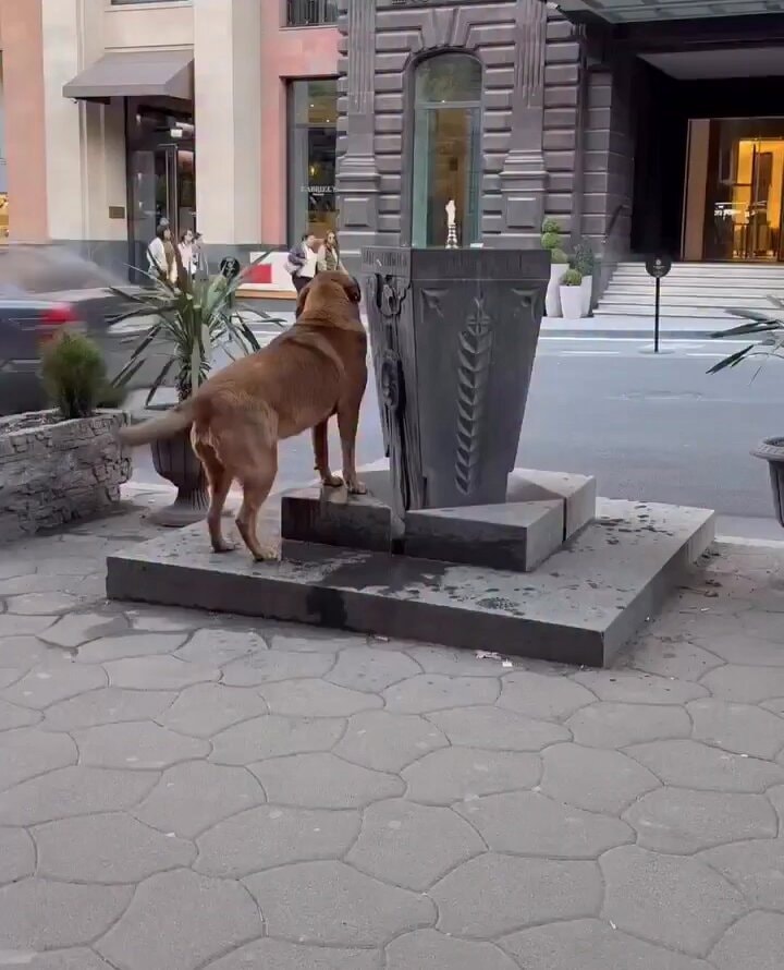 Brown dog at fountain with flame