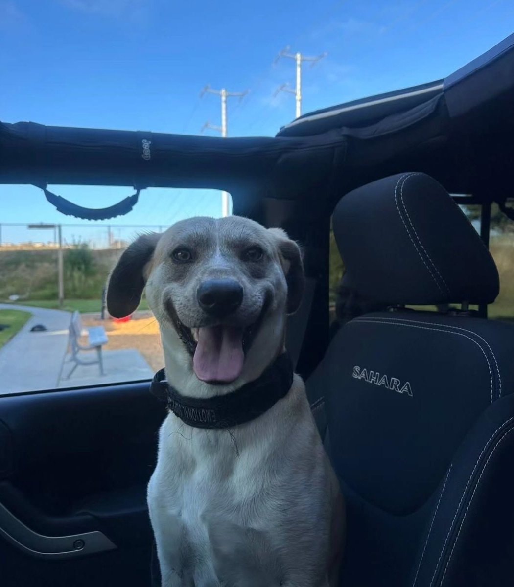 Dog before and after adoption (photo 2 of 4)