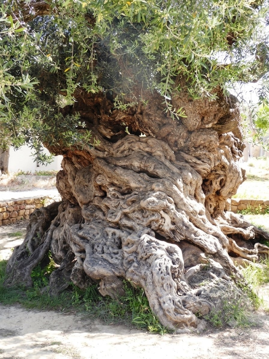Ancient olive tree of Vouves Crete