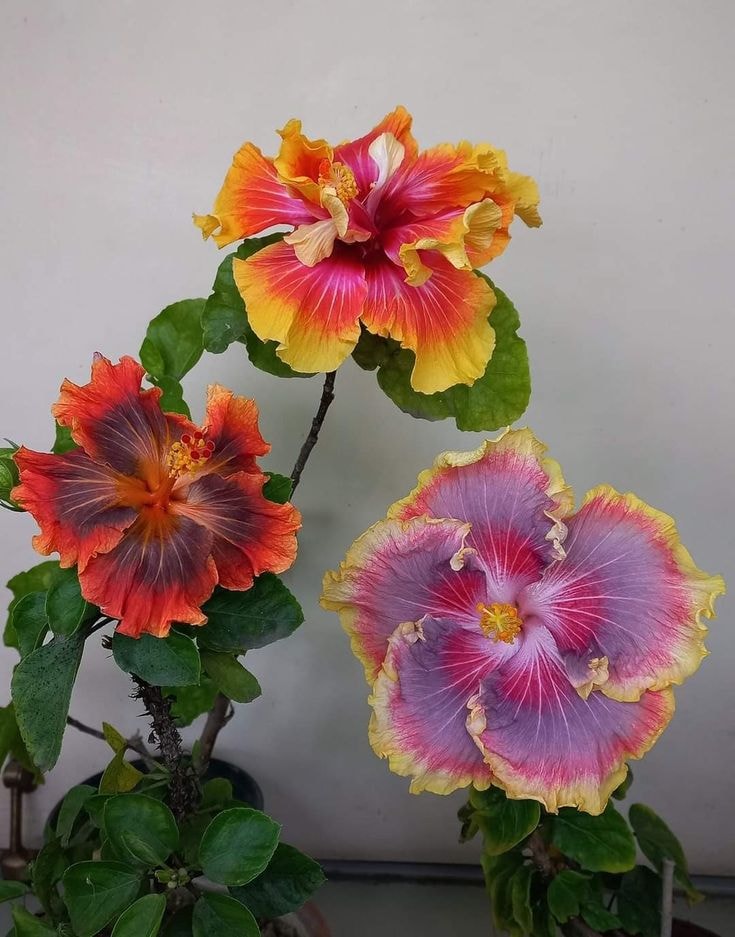 Hibiscus flowers (photo 2 of 2)